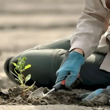 Plantning NU? - ja, det er en god ide